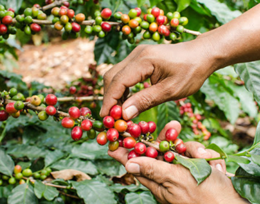 Coffee grower working in coffee plantation